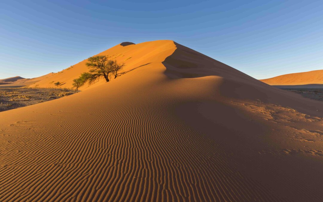 Les Délices Sauvages d’Afrique