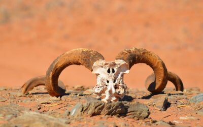 Les grands parcs de Namibie en autotour