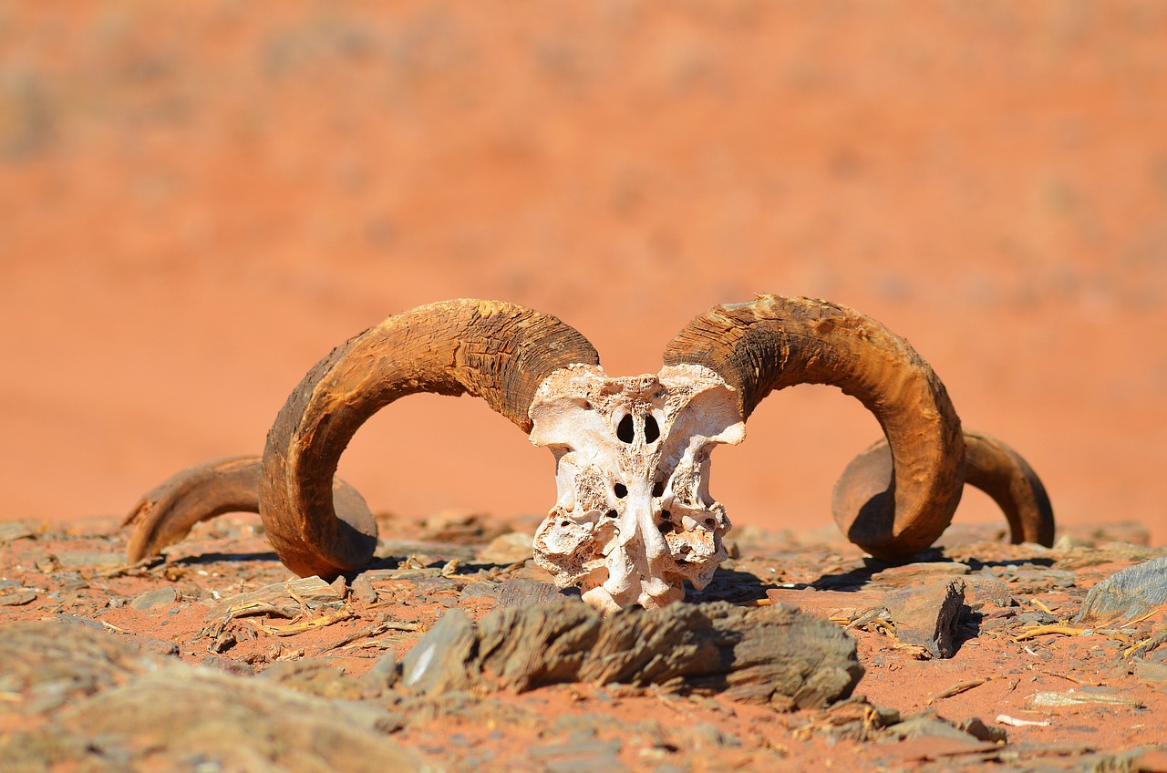 Les grands parcs de Namibie en autotour