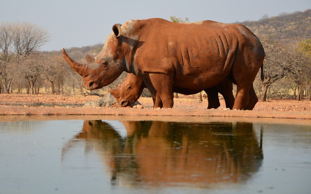 Le Parc National Kruger célèbre 100 ans d’histoire : un siècle de conservation et d’aventures inoubliables